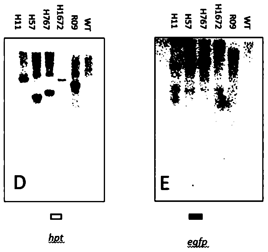 Indica rice target line for gene stacking of specific sites mediated by recombinase