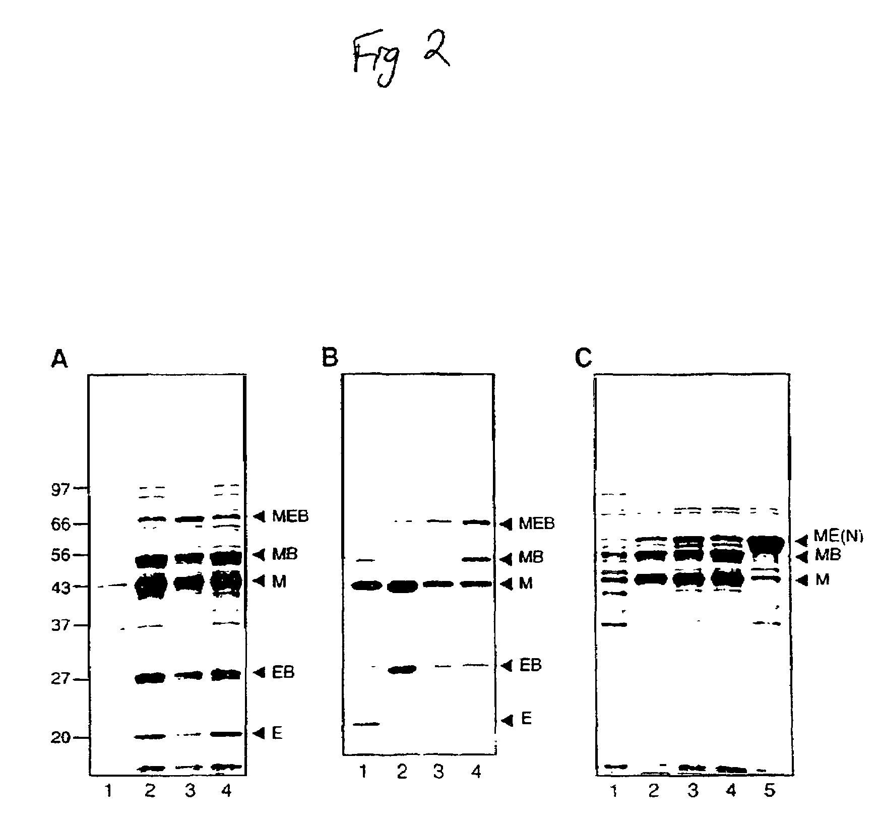 Method for producing circular or multimeric protein species in vivo or in vitro and related methods