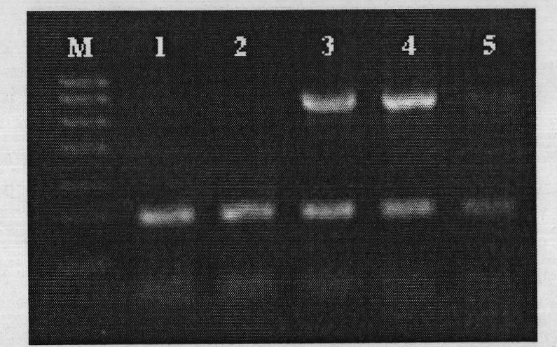 Kit for detecting porcine pseudorabies virus (PRV) and porcine parvovirus (PPV)