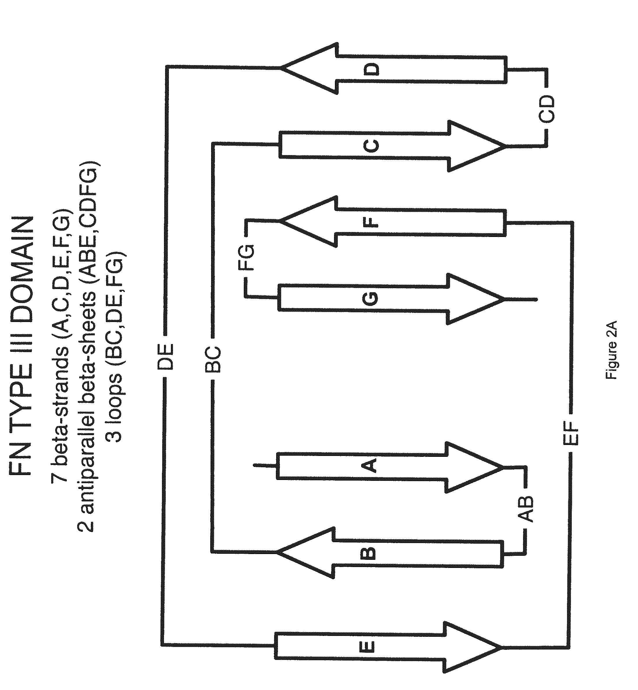 Universal fibronectin type iii binding-domain libraries