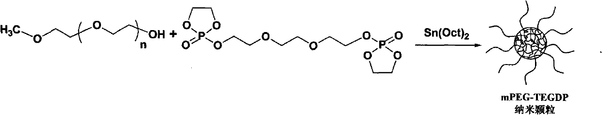 Biocompatibility nanoparticle and application thereof as drug conveying carrier