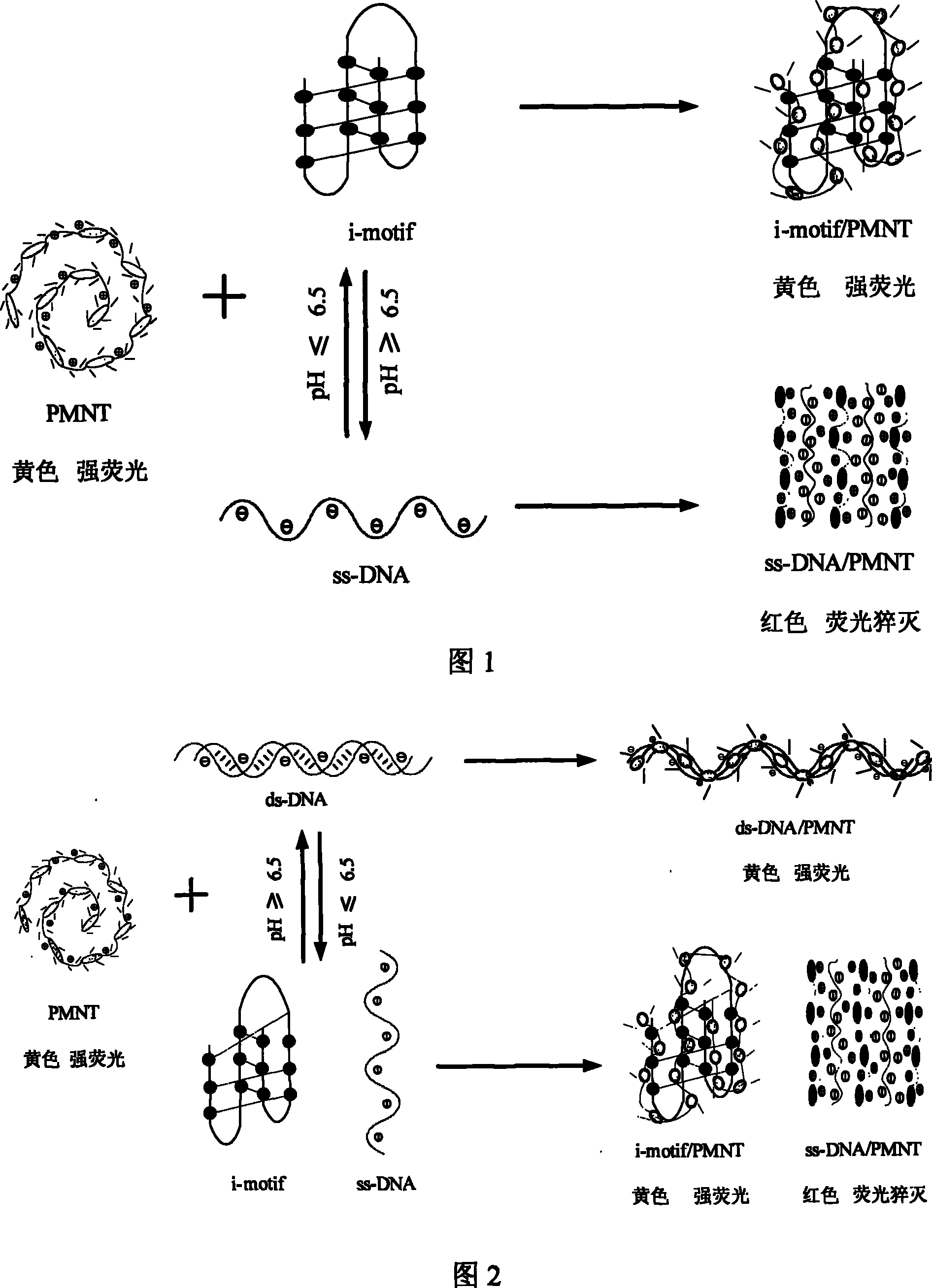 Optical means for detecting i-motif conformation of DNA