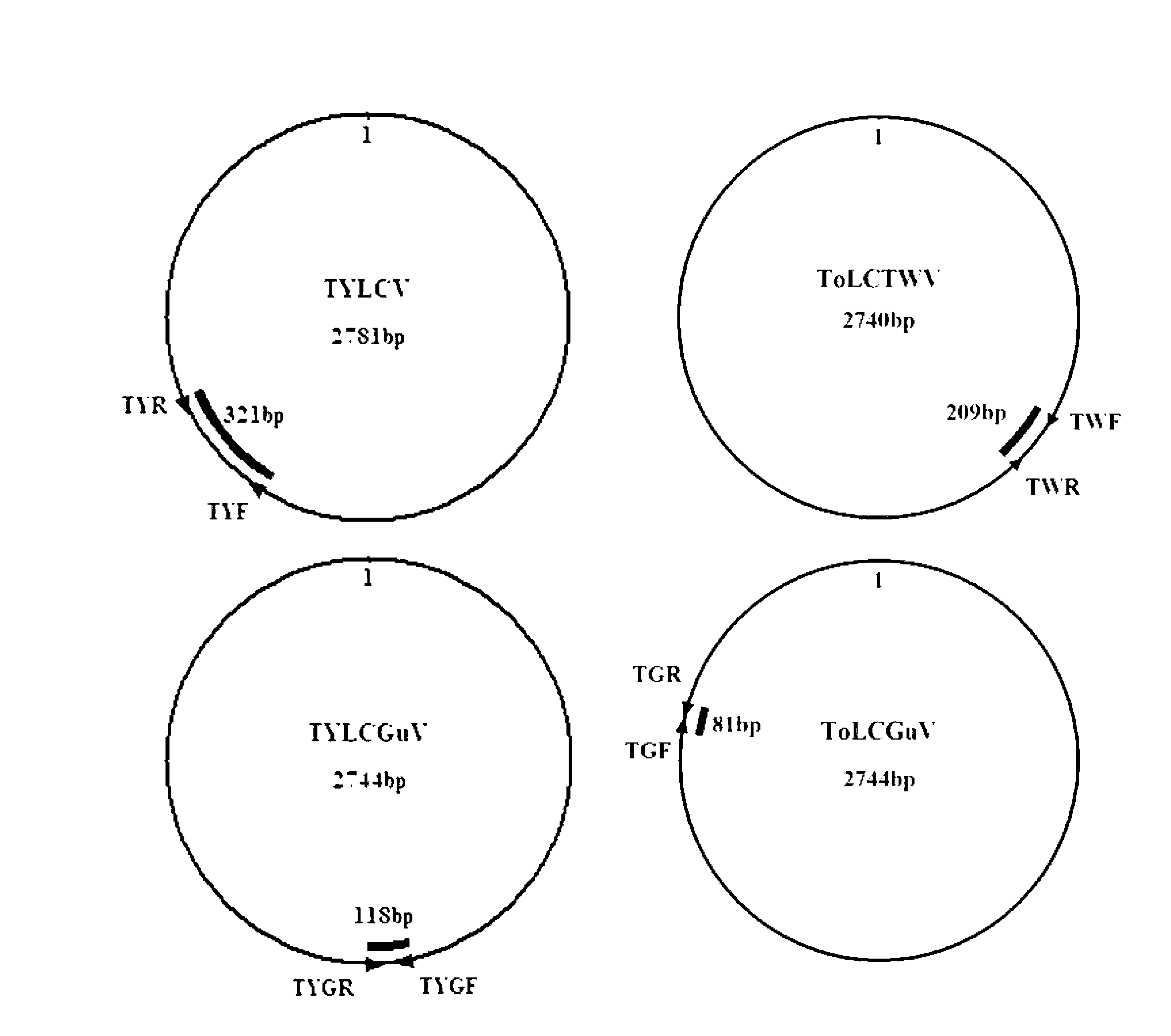 Method and kit for synchronously detecting four viruses inducing tomato yellow leaf curl disease