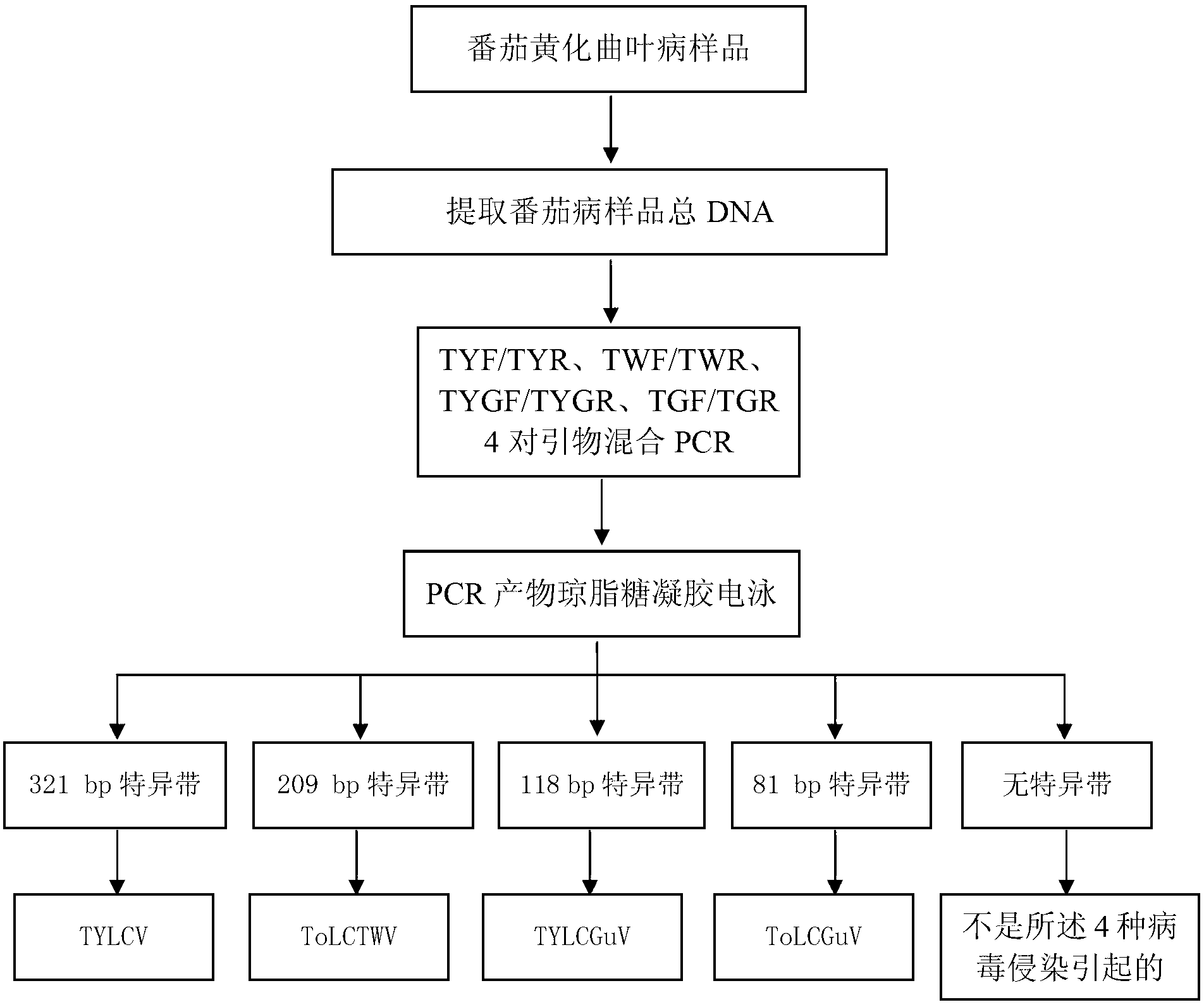 Method and kit for synchronously detecting four viruses inducing tomato yellow leaf curl disease