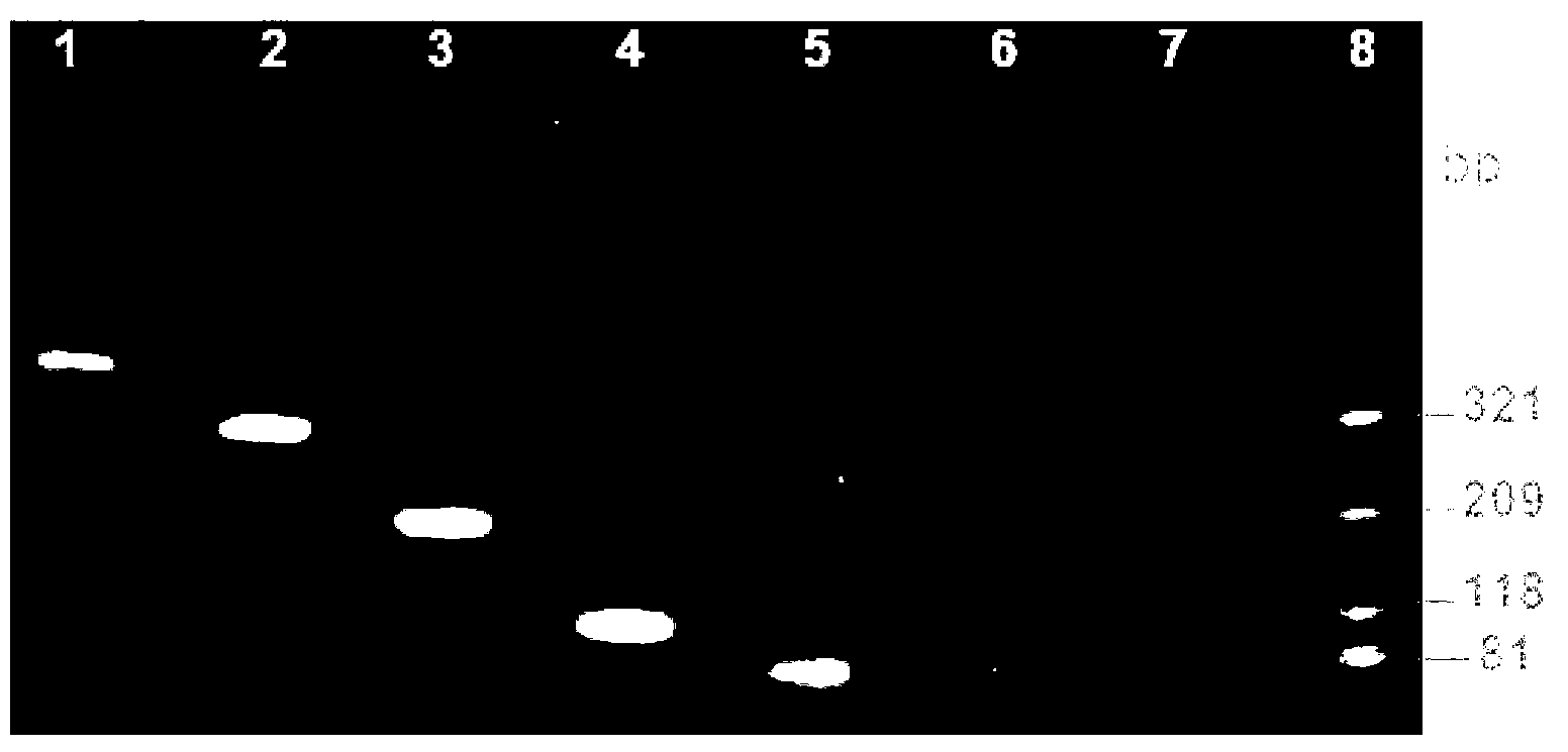 Method and kit for synchronously detecting four viruses inducing tomato yellow leaf curl disease