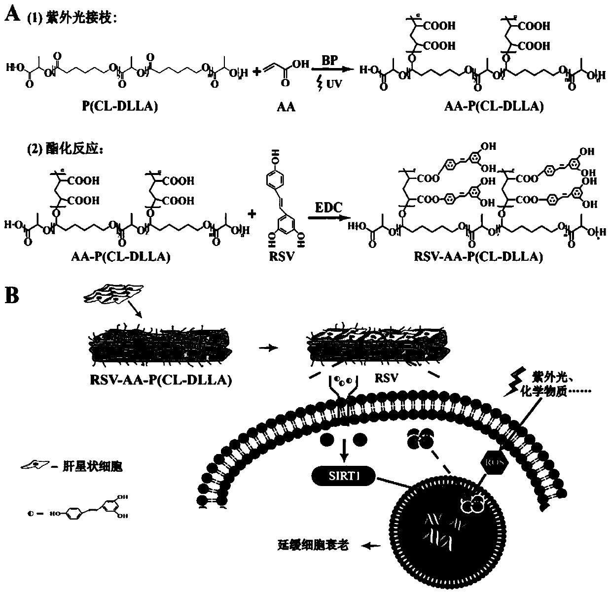 Scaffold material with function of delaying cell aging and applications thereof