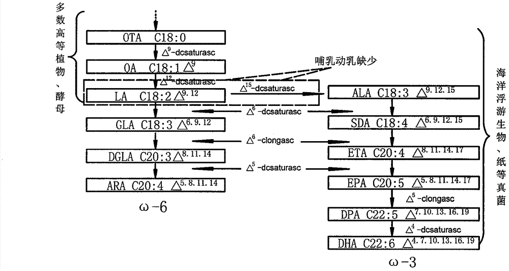 Isochrysis sphaerica delta 4-fatty acid desaturase gene and cloning method thereof