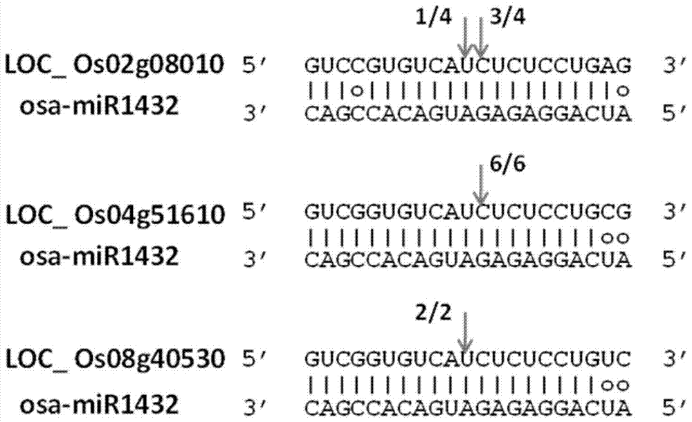 Application of mir1432 in rice drought stress