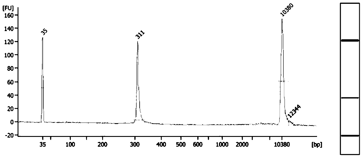 Protective agent, preservation method and application of low-concentration DNA reference material