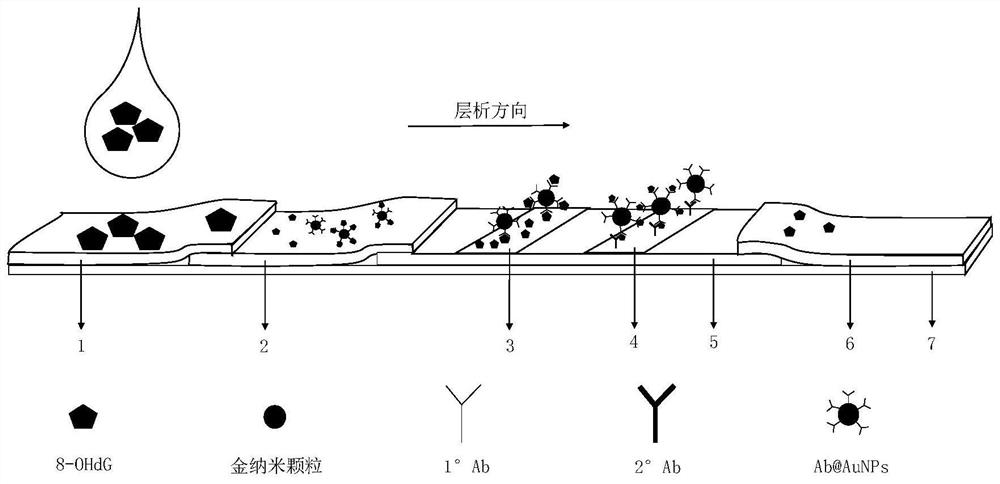 Method for detecting 8-hydroxy-2 '-deoxyguanosine by using gold nanoparticle-based immunochromatography test paper