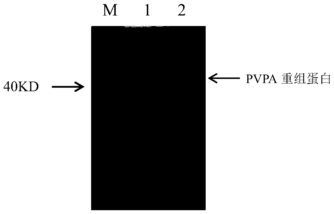 Indirect ELISA detection kit and detection method of mycoplasma gallisepticum antibody