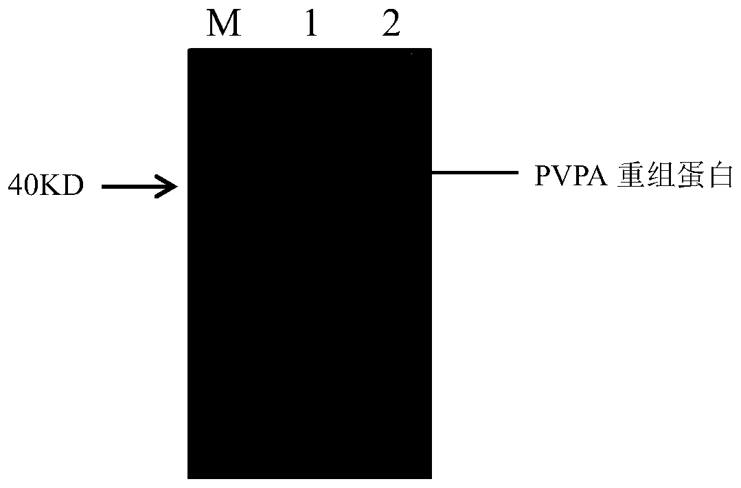 Indirect ELISA detection kit and detection method of mycoplasma gallisepticum antibody