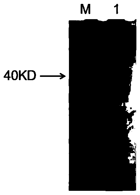 Indirect ELISA detection kit and detection method of mycoplasma gallisepticum antibody