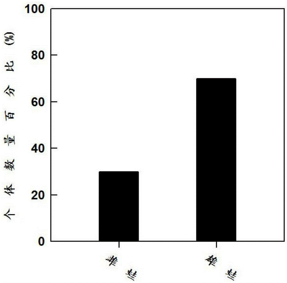 Method for controlling hoplobatrachus tigerinus sex ratio and application of method