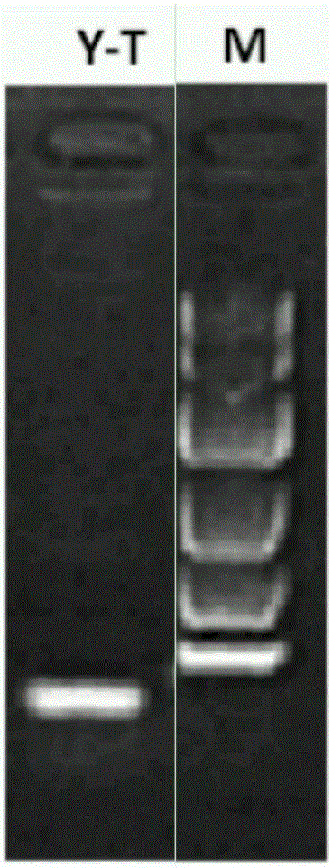 Toxoplasma detecting parallel probes, gene chip, kit and detection method