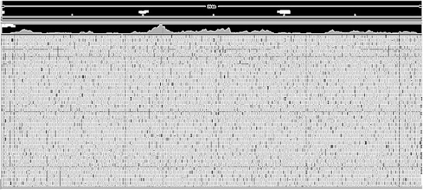 A novel coronavirus whole genome capture method, primer set and kit