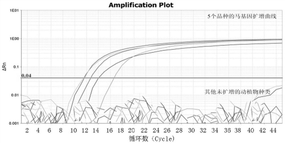 Real-time fluorescent PCR detection method for horse-derived components in food and feed