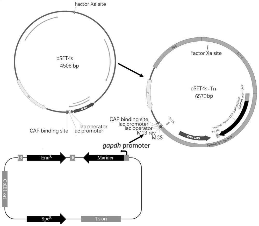 Streptococcus suis efficient transposition mutation system and application thereof