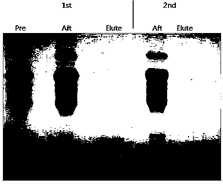 Preparation method and application of purified avidin medium based on 6B agarose microsphere