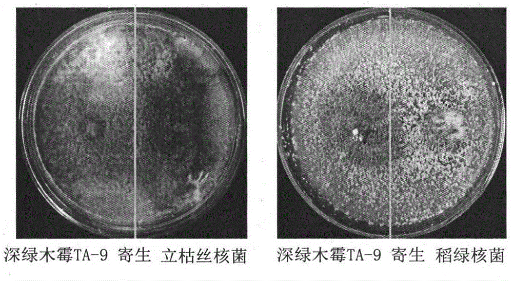 Trichoderma atroviride Ta-9 strain and application thereof in prevention and control of rice diseases