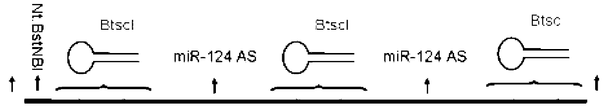 Method for synthesizing short single strand deoxyribonucleotide probe