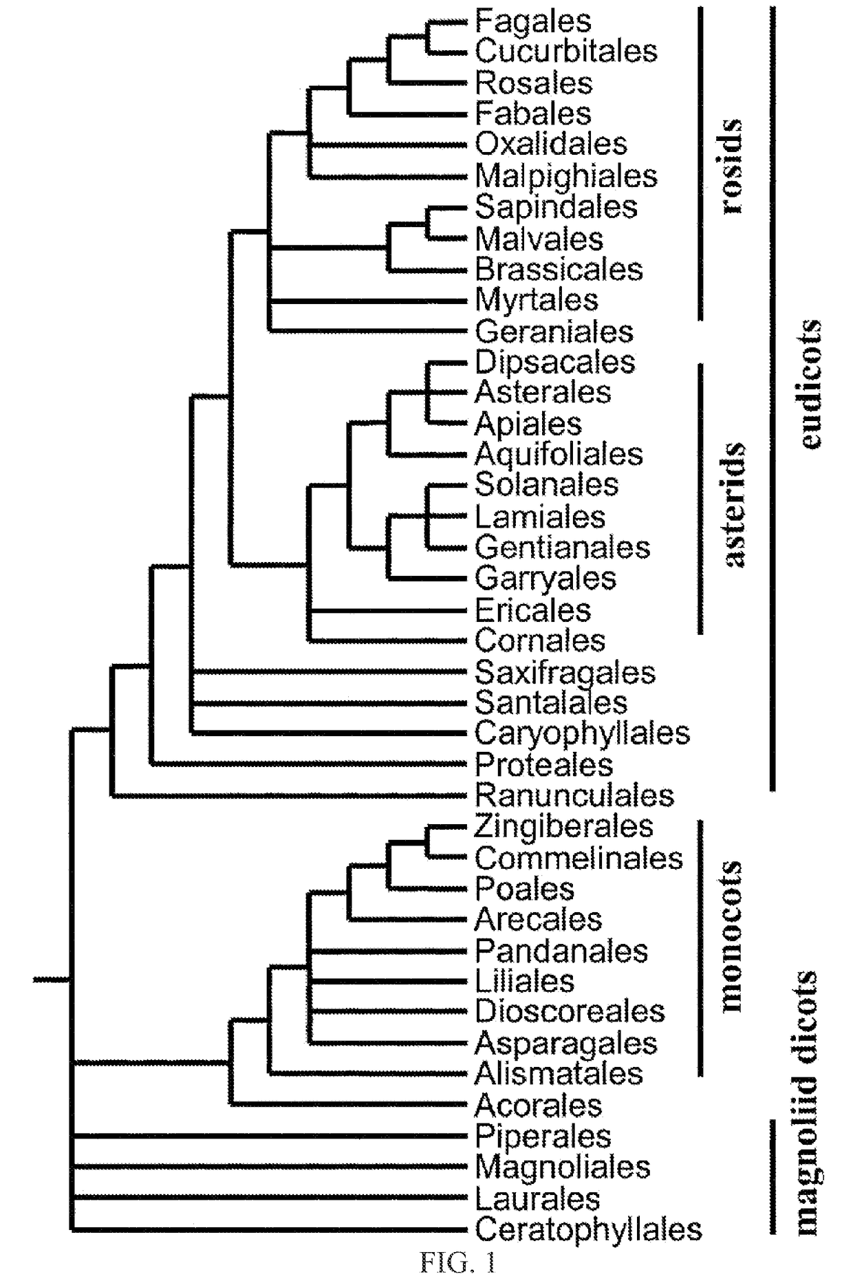 Stress tolerance in plants