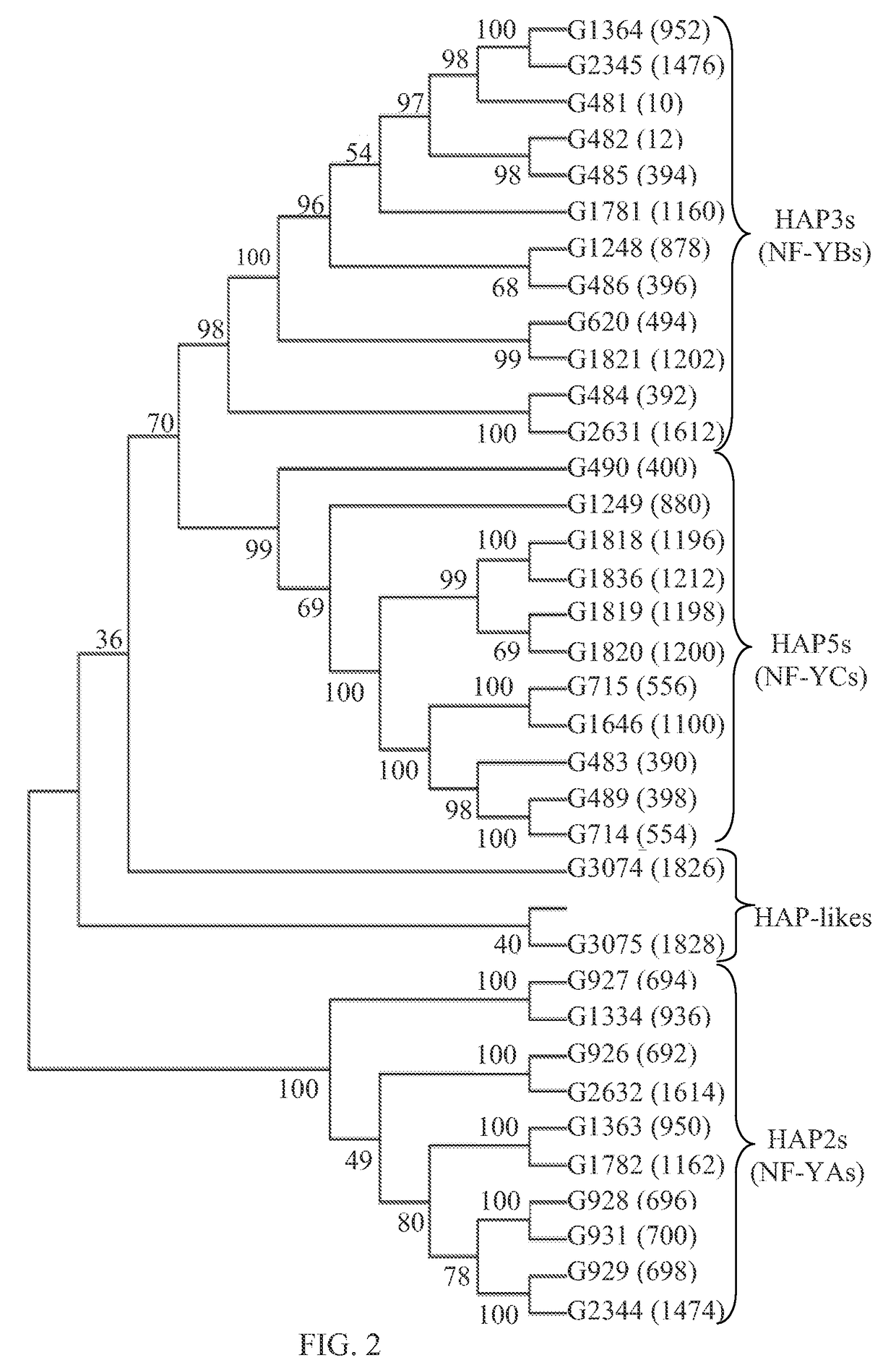 Stress tolerance in plants