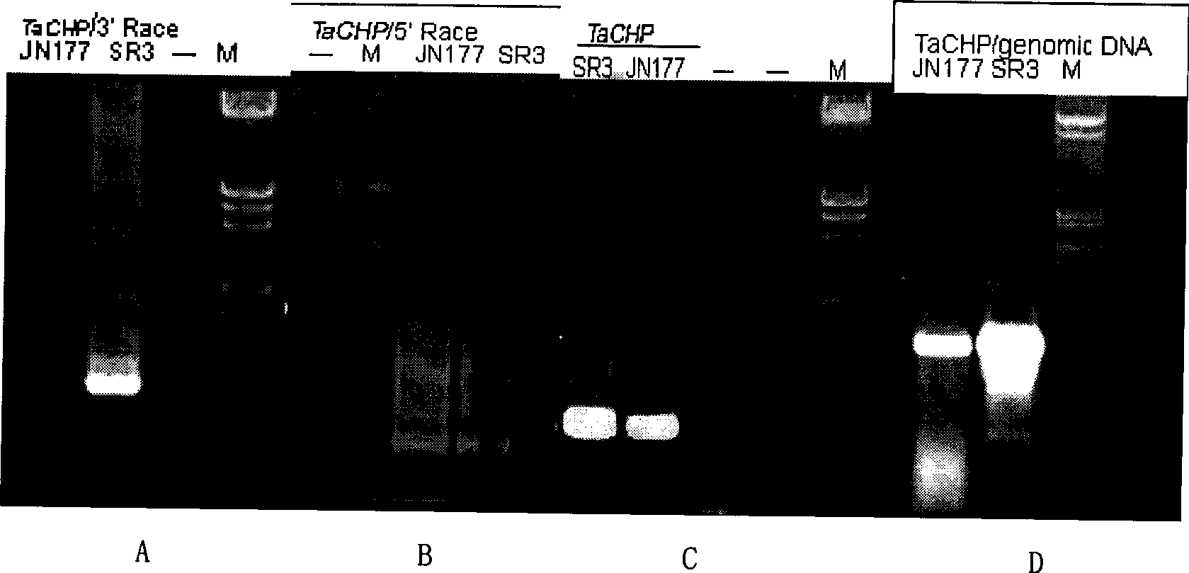 Wheat salt tolerance gene TaCHP and use thereof