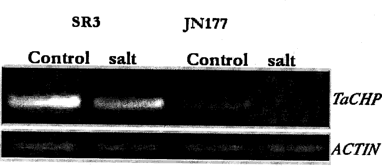 Wheat salt tolerance gene TaCHP and use thereof