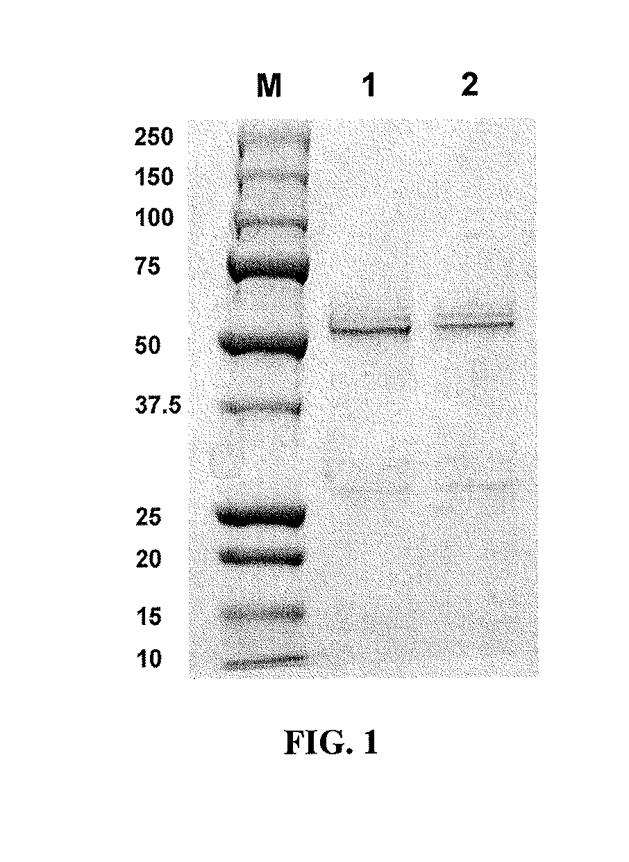 Engineered immunoglobulin fc polypeptides