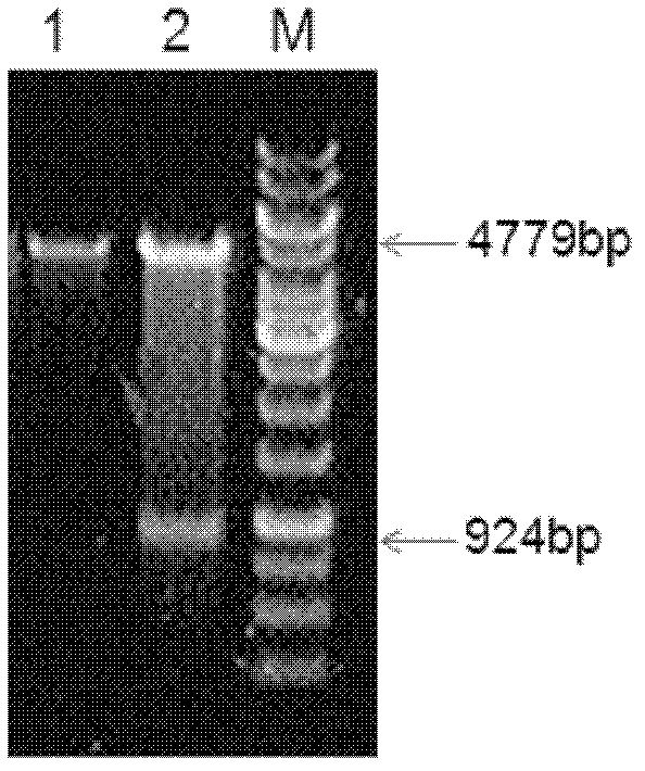 Monoclonal antibody of avian leukosis virus subgroup J surface protein and preparation method thereof