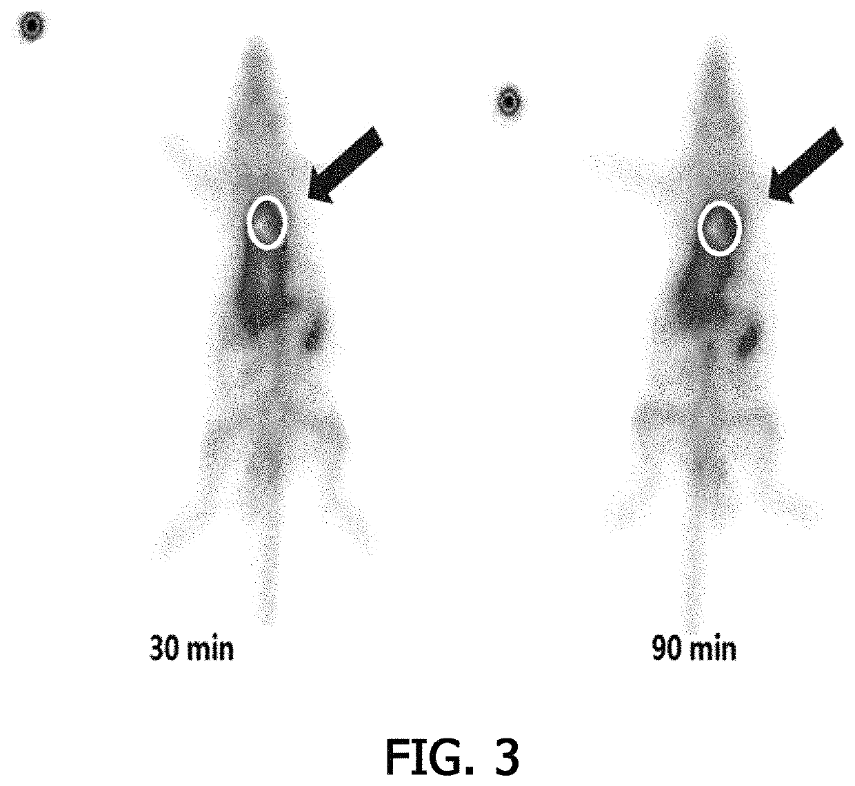 Composition for preventing or treating ischemic diseases, containing liposomes in which VEGF-derived peptides are supported