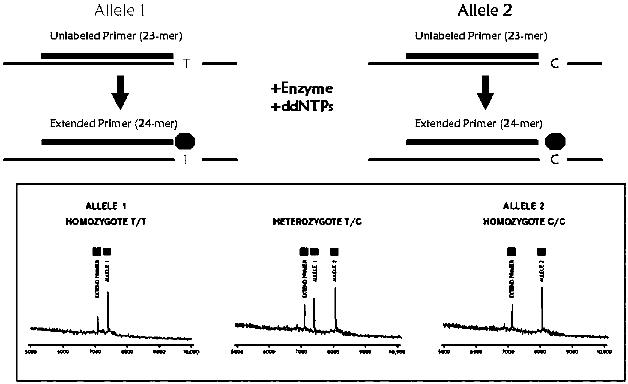 Primer combination for differentiating verapamil individualized medication types