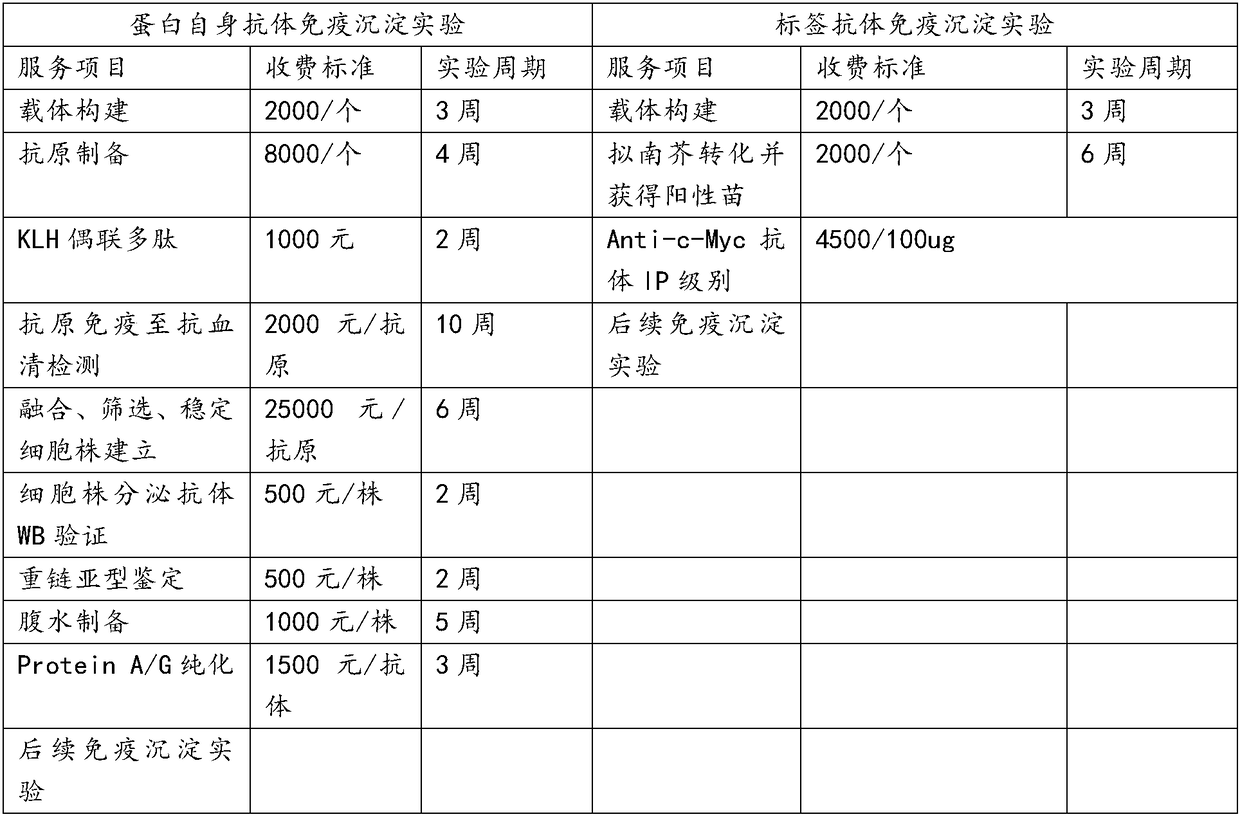 Plant expression plasmid vector containing C-Myc protein fusion label and construction method for vector