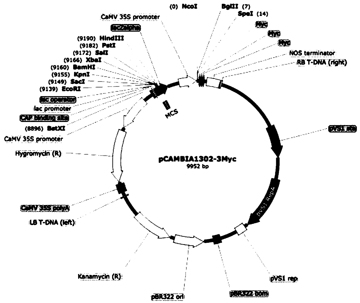 Plant expression plasmid vector containing C-Myc protein fusion label and construction method for vector