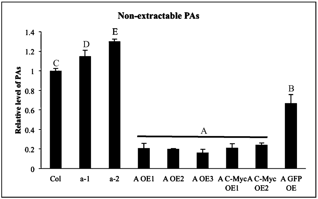 Plant expression plasmid vector containing C-Myc protein fusion label and construction method for vector