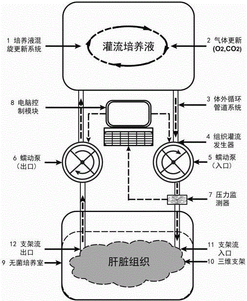 Bioreactor for constructing tissue engineering liver by using in-vitro circulatory perfusion