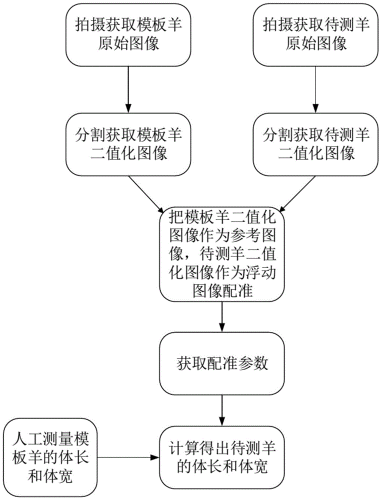 Affine Transform registration algorithm-based sheep body measuring method and system