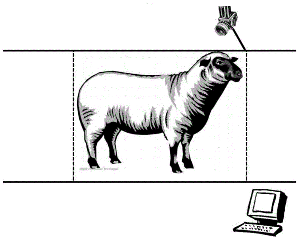 Affine Transform registration algorithm-based sheep body measuring method and system