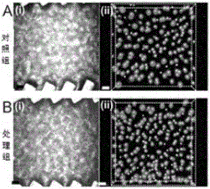 Method for repolarizing primary hepatocytes in vitro