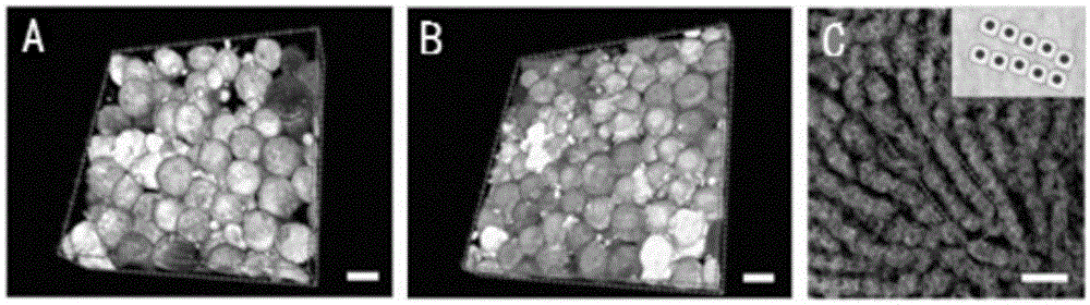 Method for repolarizing primary hepatocytes in vitro