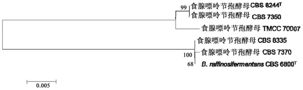 DNA barcode primers, DNA barcodes, kits, methods and applications for accurate identification of Arthrospora adenophagous strains