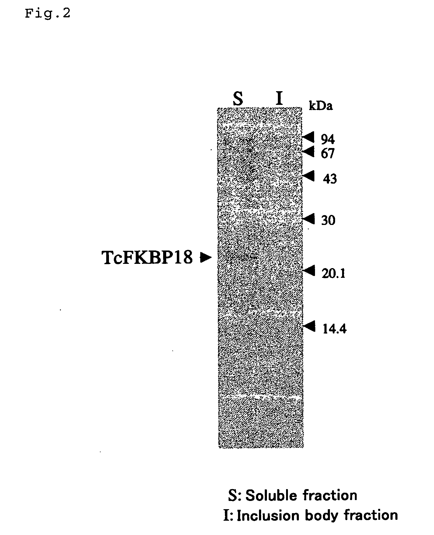 Expression vector, host, fused protein, process for producing fused protein and process for producing protein