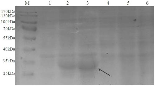 Hybridoma cell strain CMOMP (chlamydophila major outer membrane protein)-5D7, monoclonal antibody secreted by same and application of monoclonal antibody