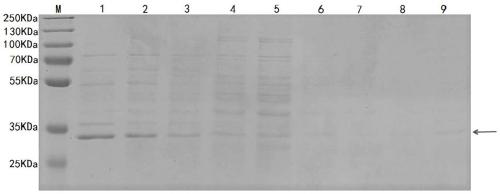 Hybridoma cell strain CMOMP (chlamydophila major outer membrane protein)-5D7, monoclonal antibody secreted by same and application of monoclonal antibody