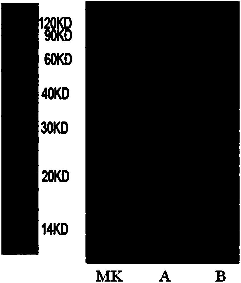 Fusion protein for restoring function of failing immune cell and application thereof