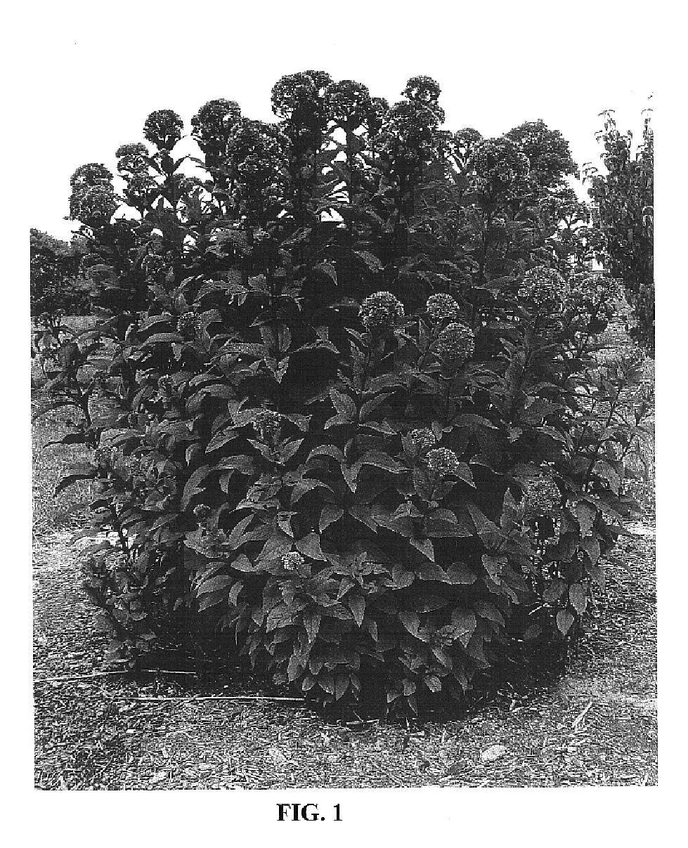 Eupatorium plant named `Little Joe`