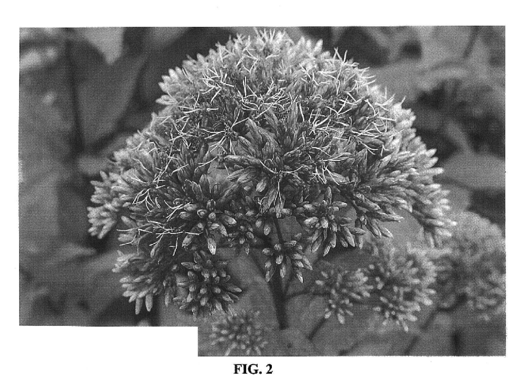 Eupatorium plant named `Little Joe`