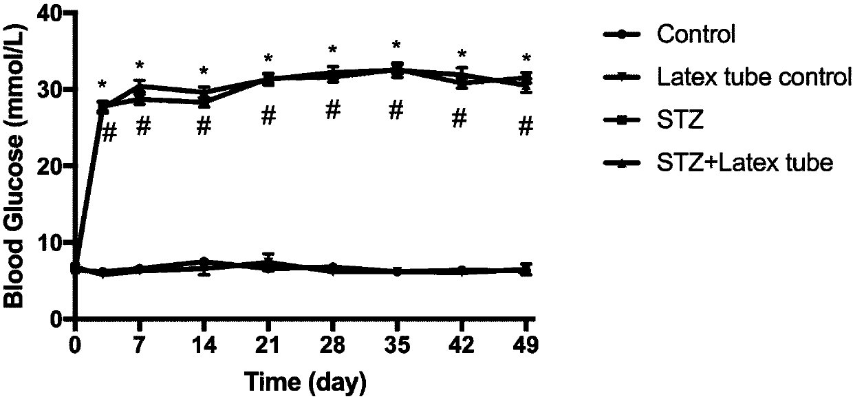 Method of building painful diabetic peripheral neuropathy rat improved model