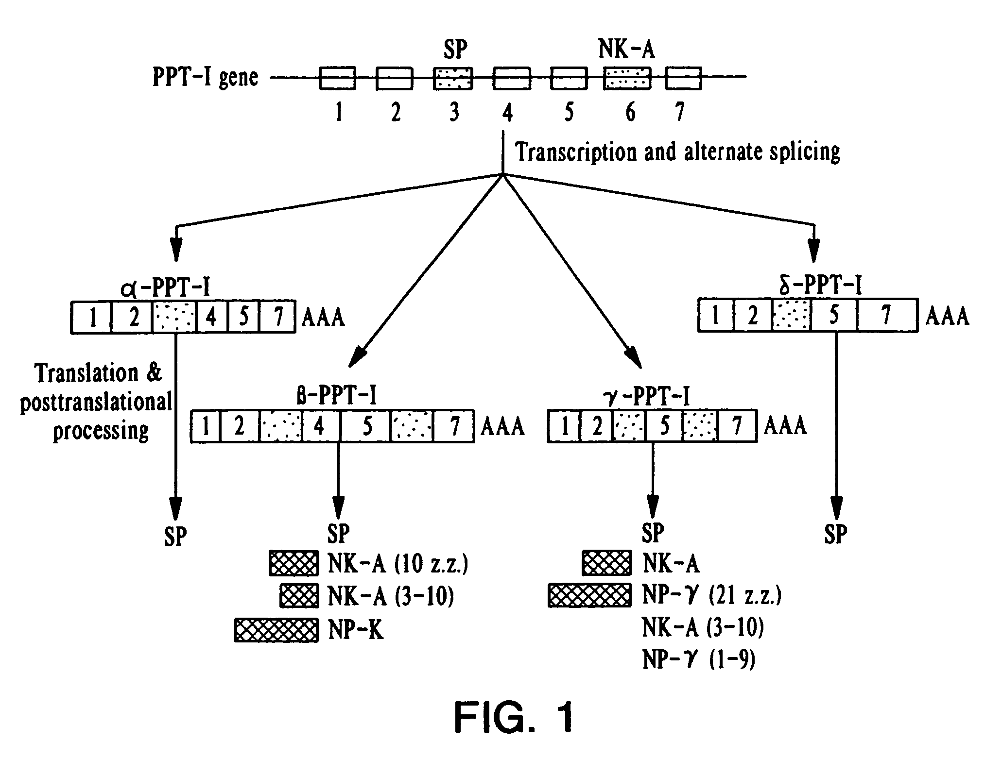 Human preprotachykinin gene promoter